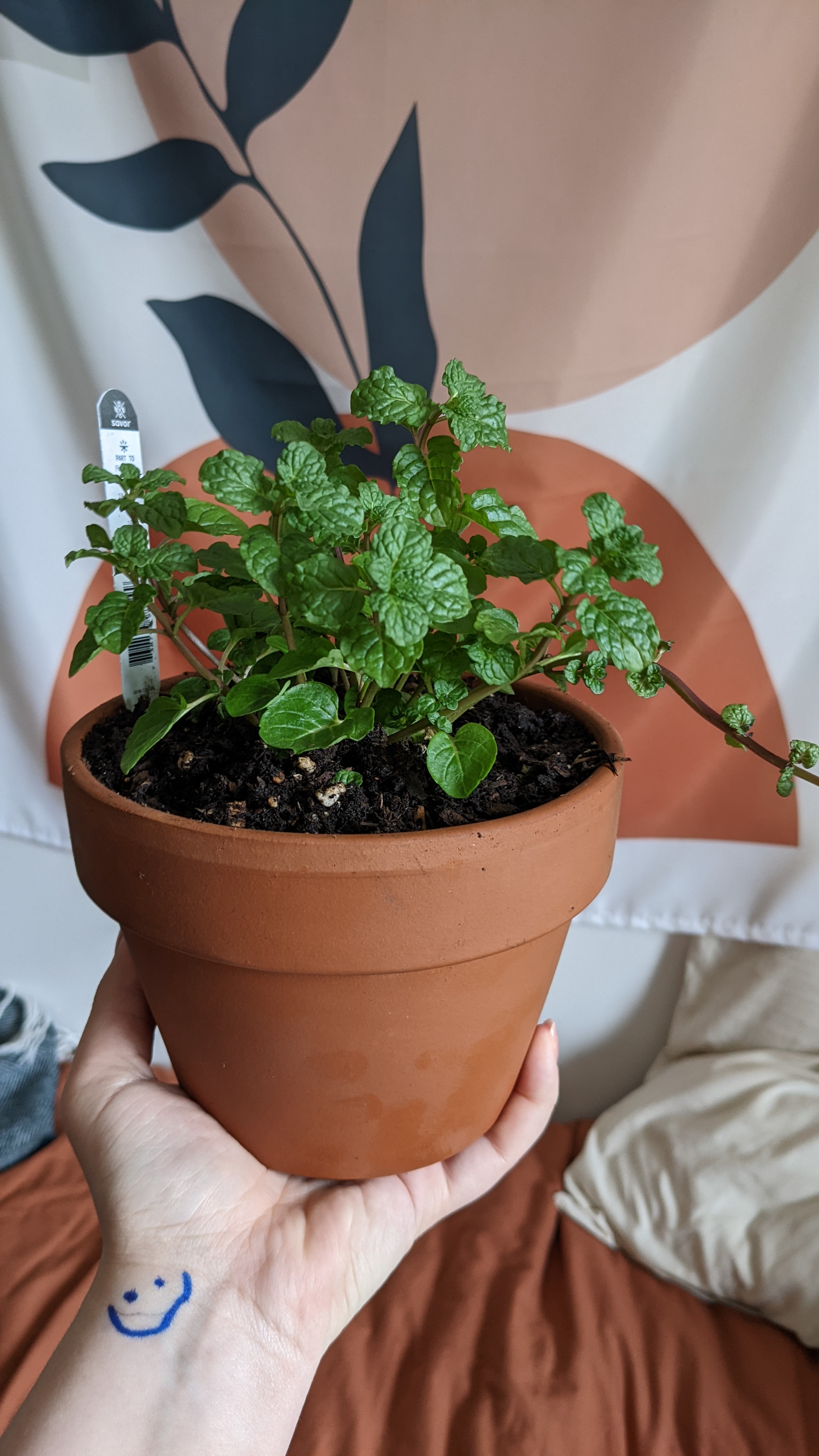A healthy Mojito Mint plant in a terracotta pot, held by a hand with a smiley face drawn on it.
