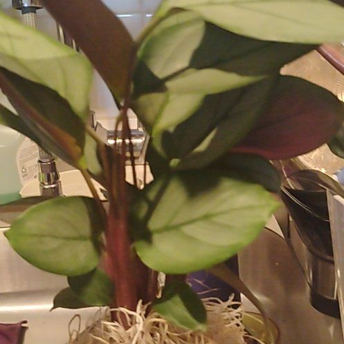 Photo of the plant species Calathea Grey Star by @OpulentCorngina named Cleopatra on Greg, the plant care app