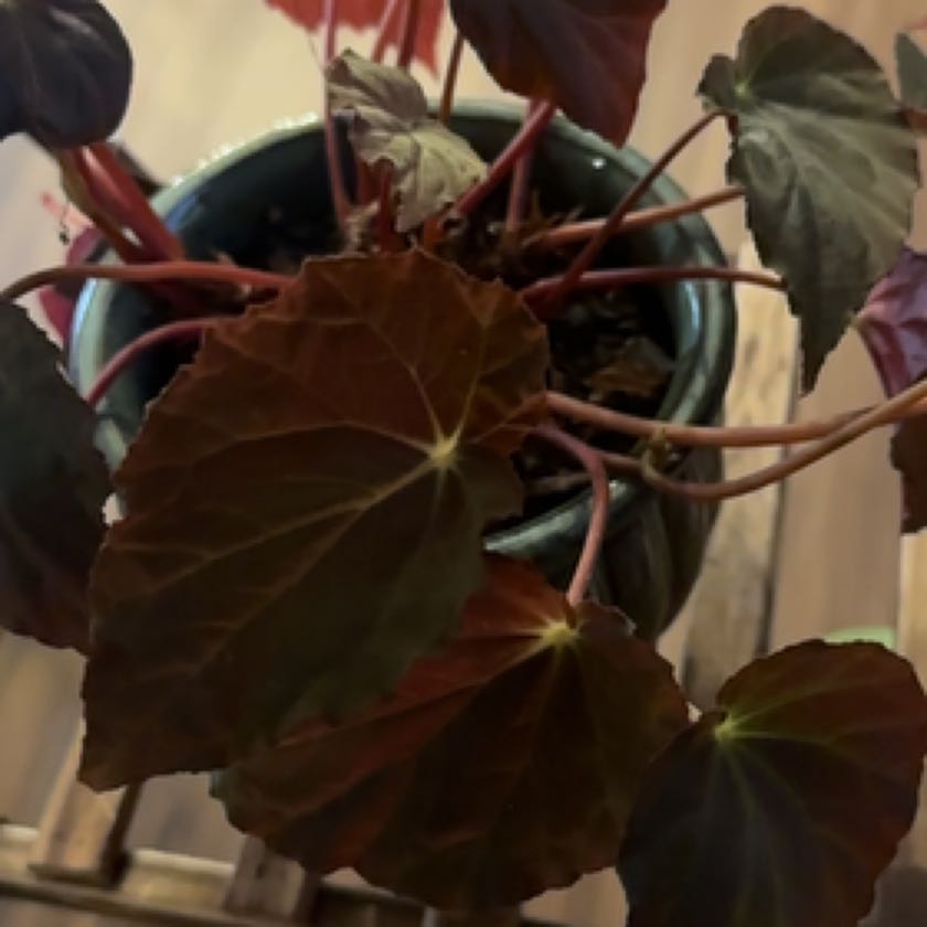 Photo of the plant species Peacock Begonia by @AwakeTricolor named Terra on Greg, the plant care app