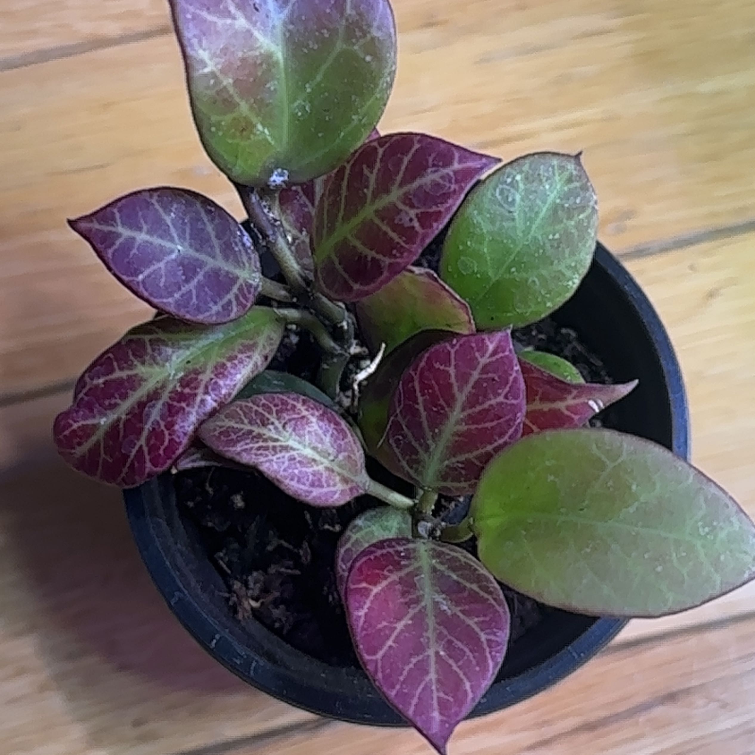 Hoya 'Sunrise' plant in a pot with green and reddish-purple leaves.