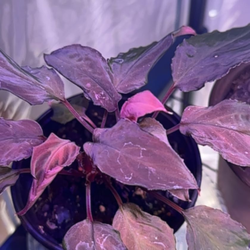 Photo of the plant species Black Homalomena by @AwakeTricolor named Athena on Greg, the plant care app