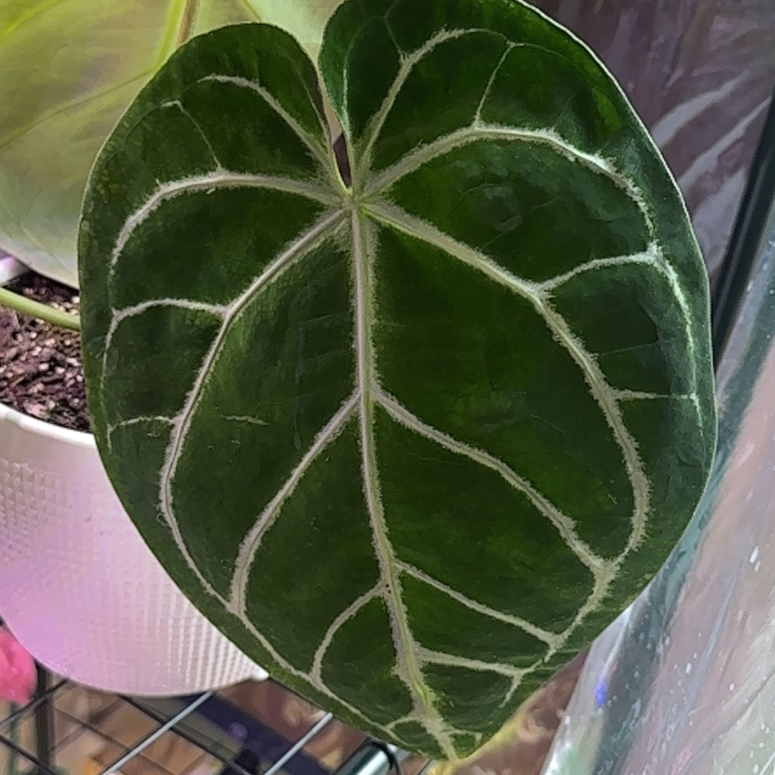 Close-up of a healthy Anthurium magnificum leaf with visible soil in the pot.
