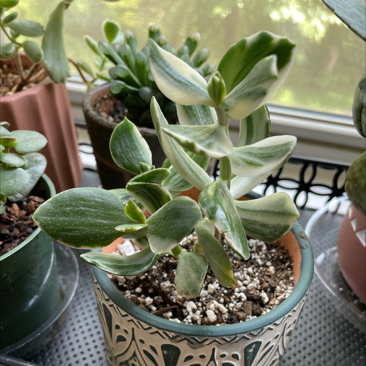 Variegated jade plant in a decorative pot with visible soil, well-framed and in focus.