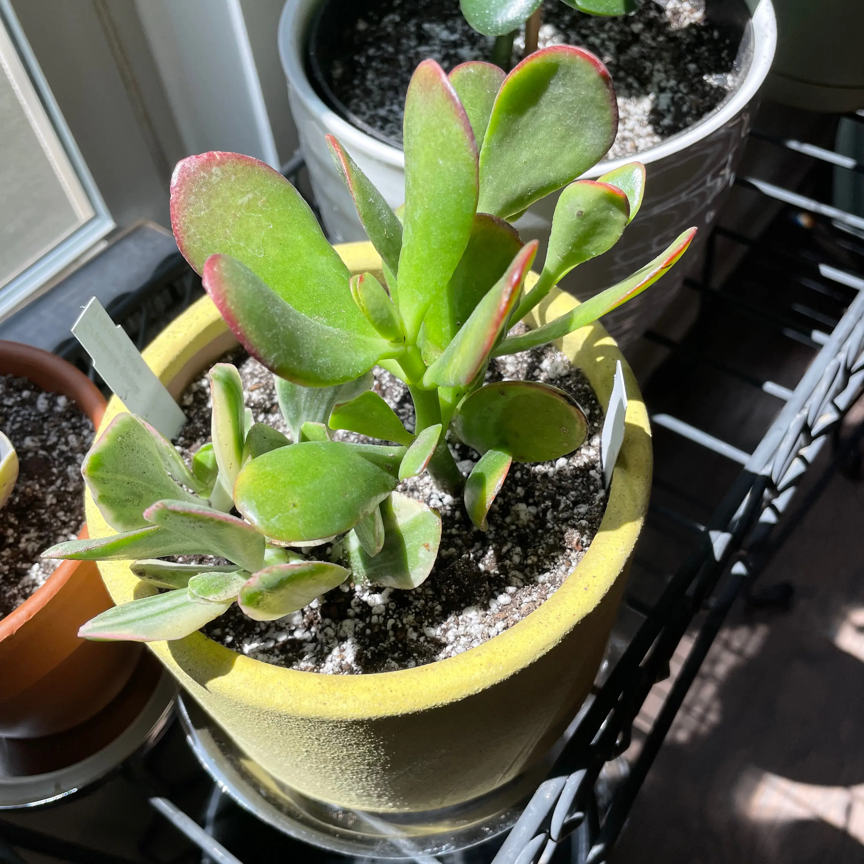 Golden Jade plant in a yellow pot with visible soil, healthy green leaves with red edges.