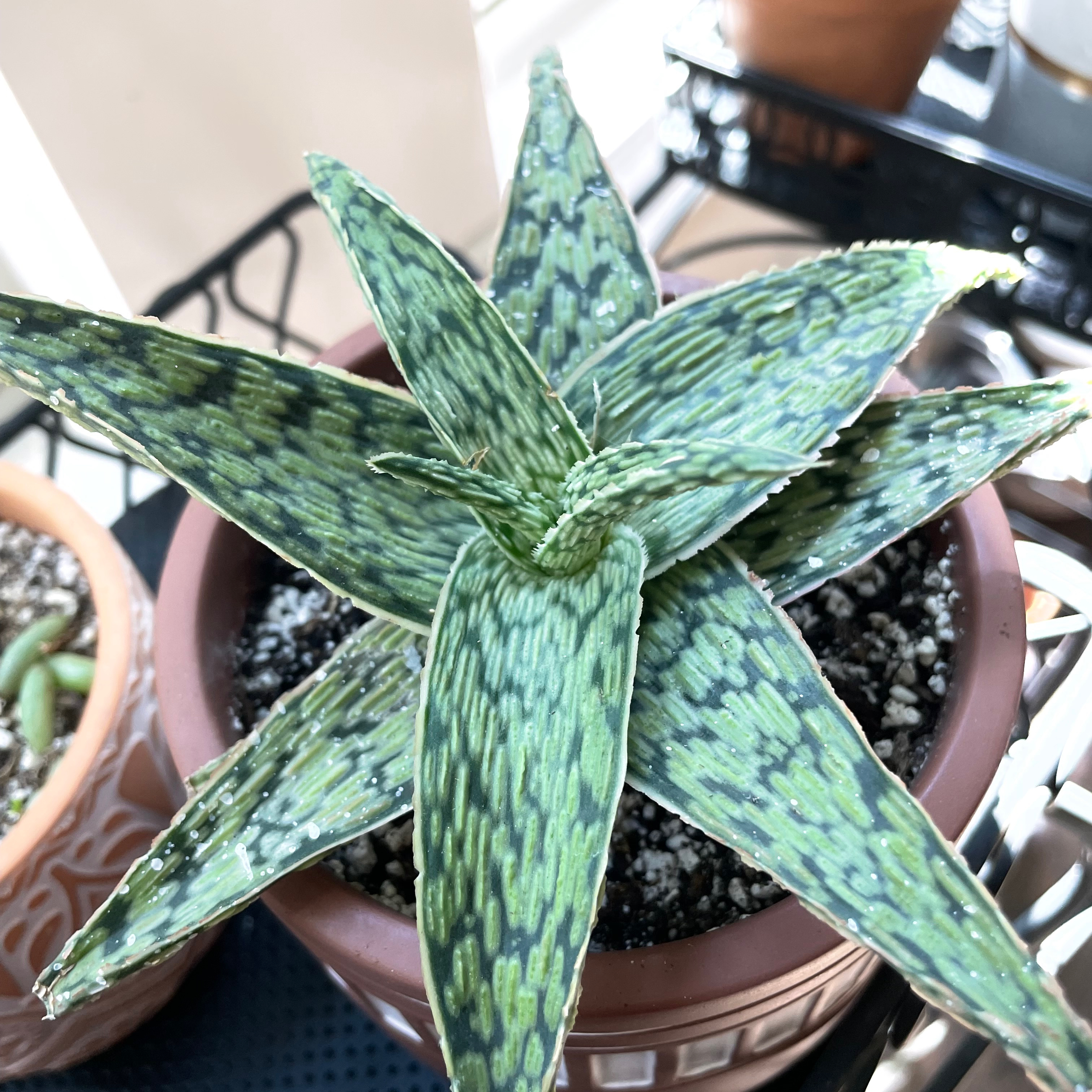 Photo of the plant species Aloe 'Delta Dawn' by @Roserade named Your plant on Greg, the plant care app