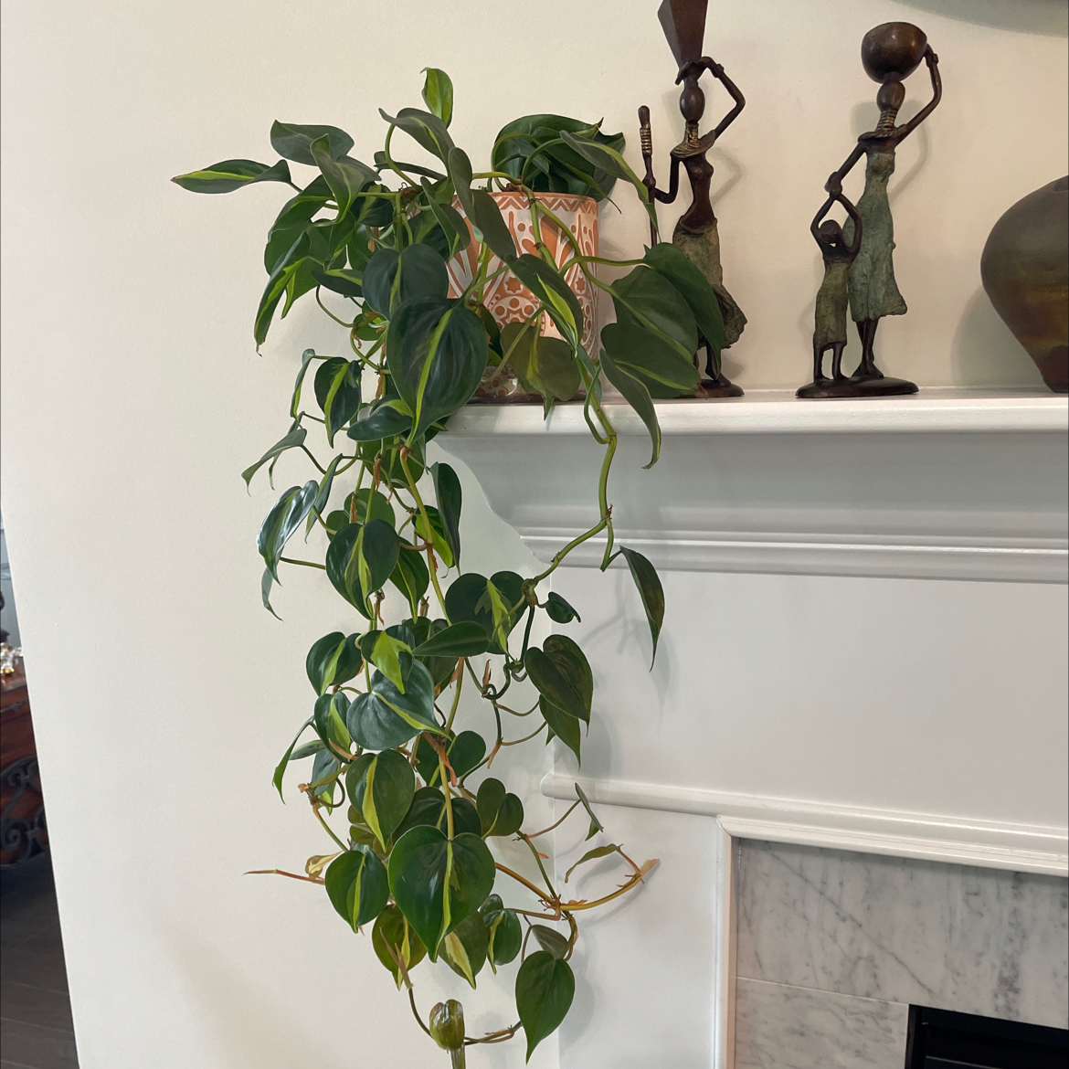 Silver Stripe Philodendron on a mantle, healthy with vibrant green leaves.