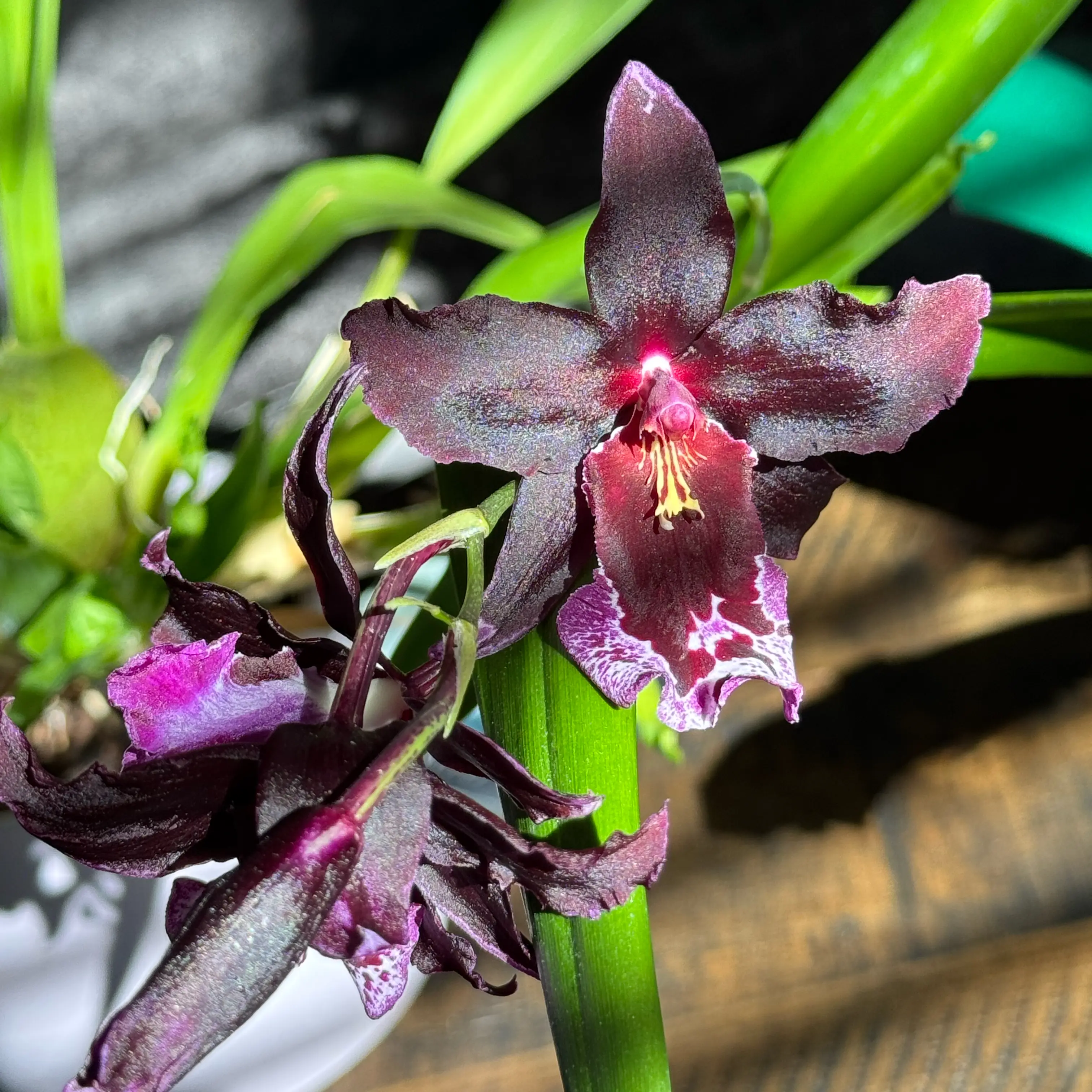 Plant care for Vuylstekeara 'Dark' on Greg, the plant care app