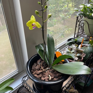 Phalaenopsis Orchid plant in Huntersville, North Carolina