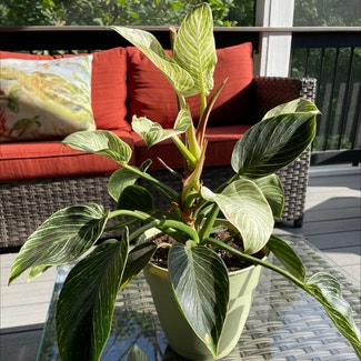 Philodendron Birkin plant in Charlotte, North Carolina