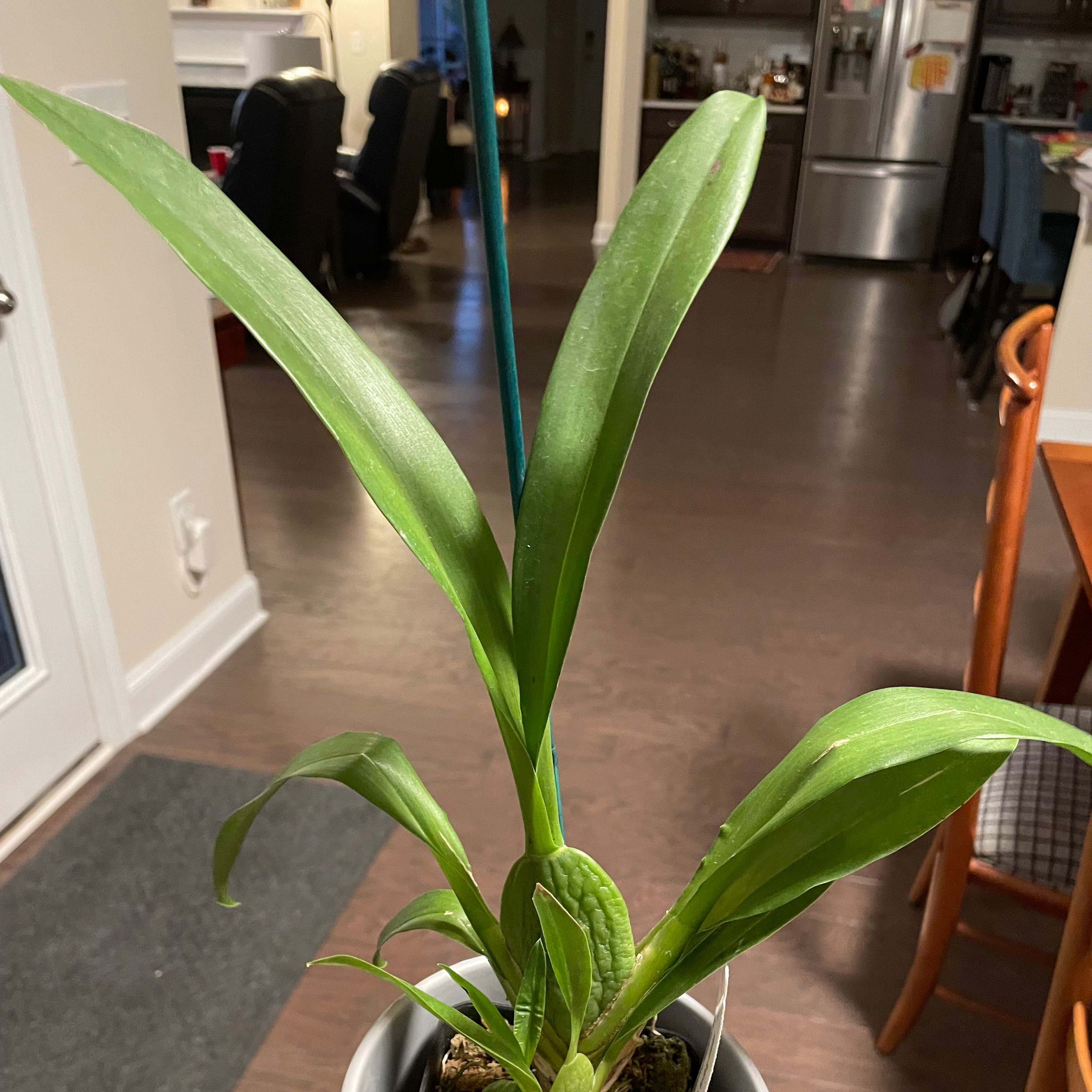 Cattleya Orchid plant with long green leaves in an indoor setting.