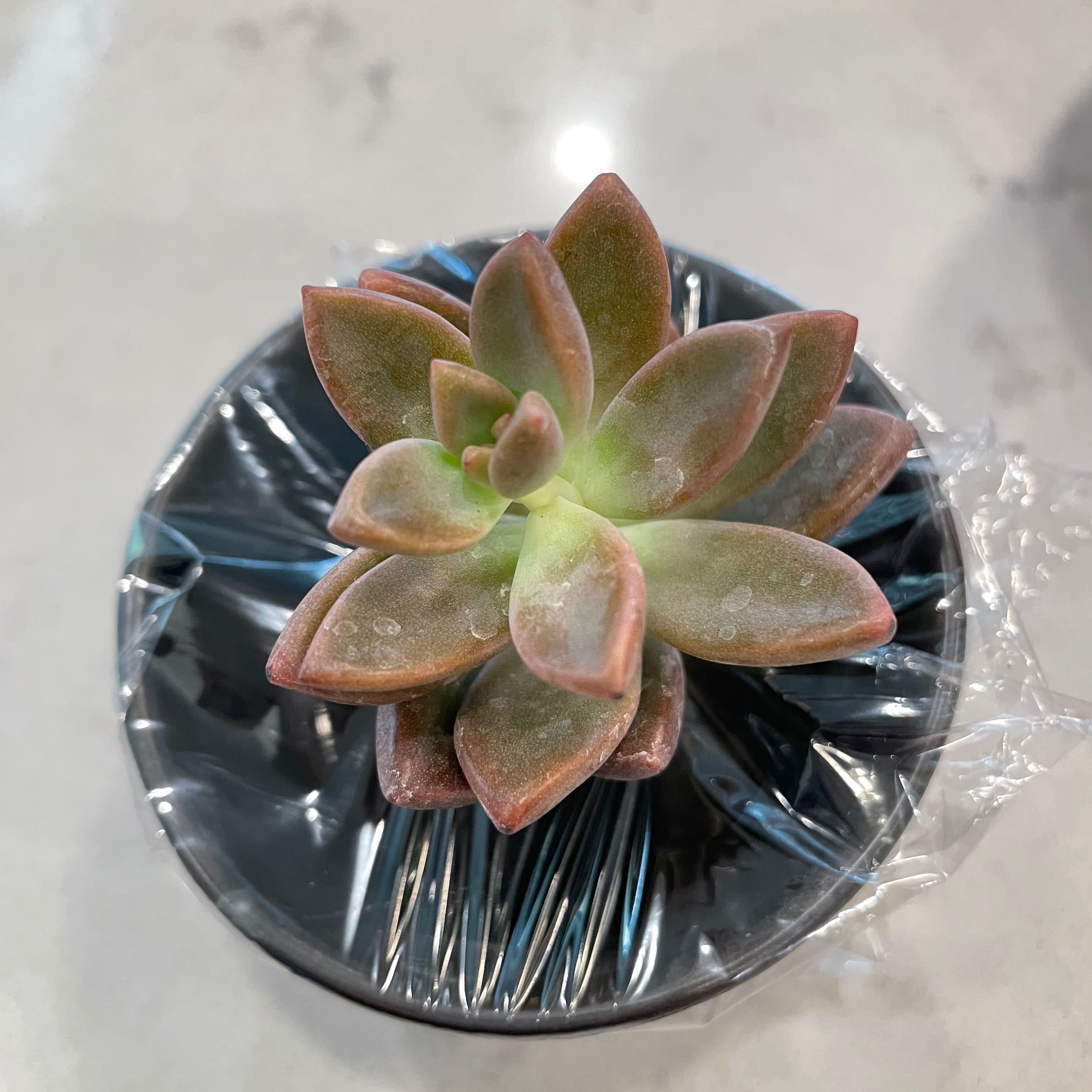Photo of the plant species Graptosedum 'California Sunset' by @Roserade named Your plant on Greg, the plant care app