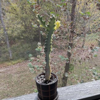 White Ghost Euphorbia plant in Charlotte, North Carolina