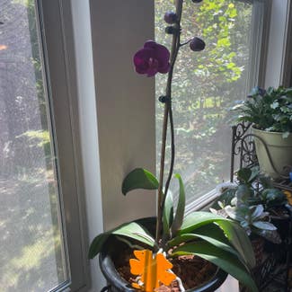 Phalaenopsis Orchid plant in Charlotte, North Carolina