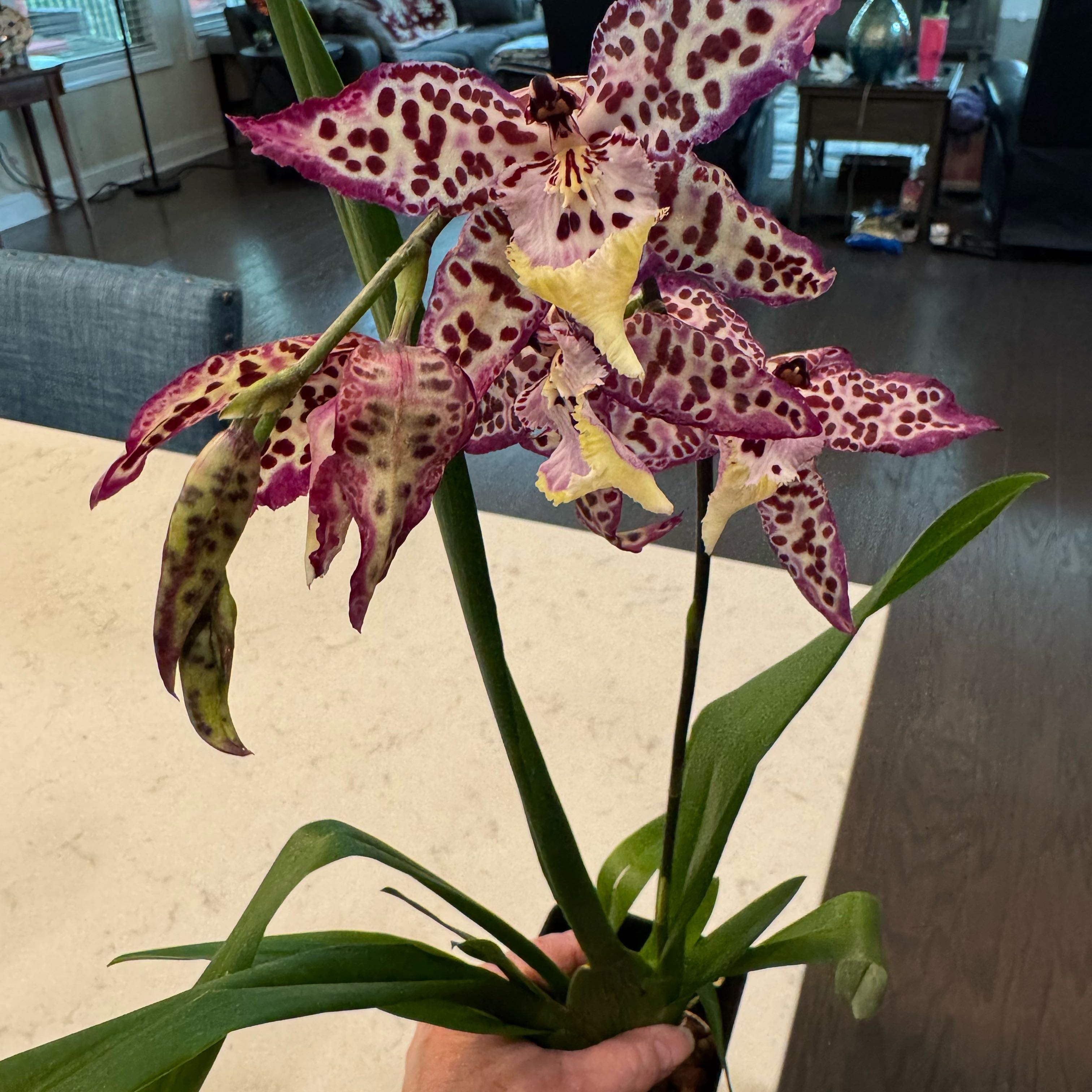 Photo of the plant species Kalapana Orchid by @Roserade named Kesha on Greg, the plant care app