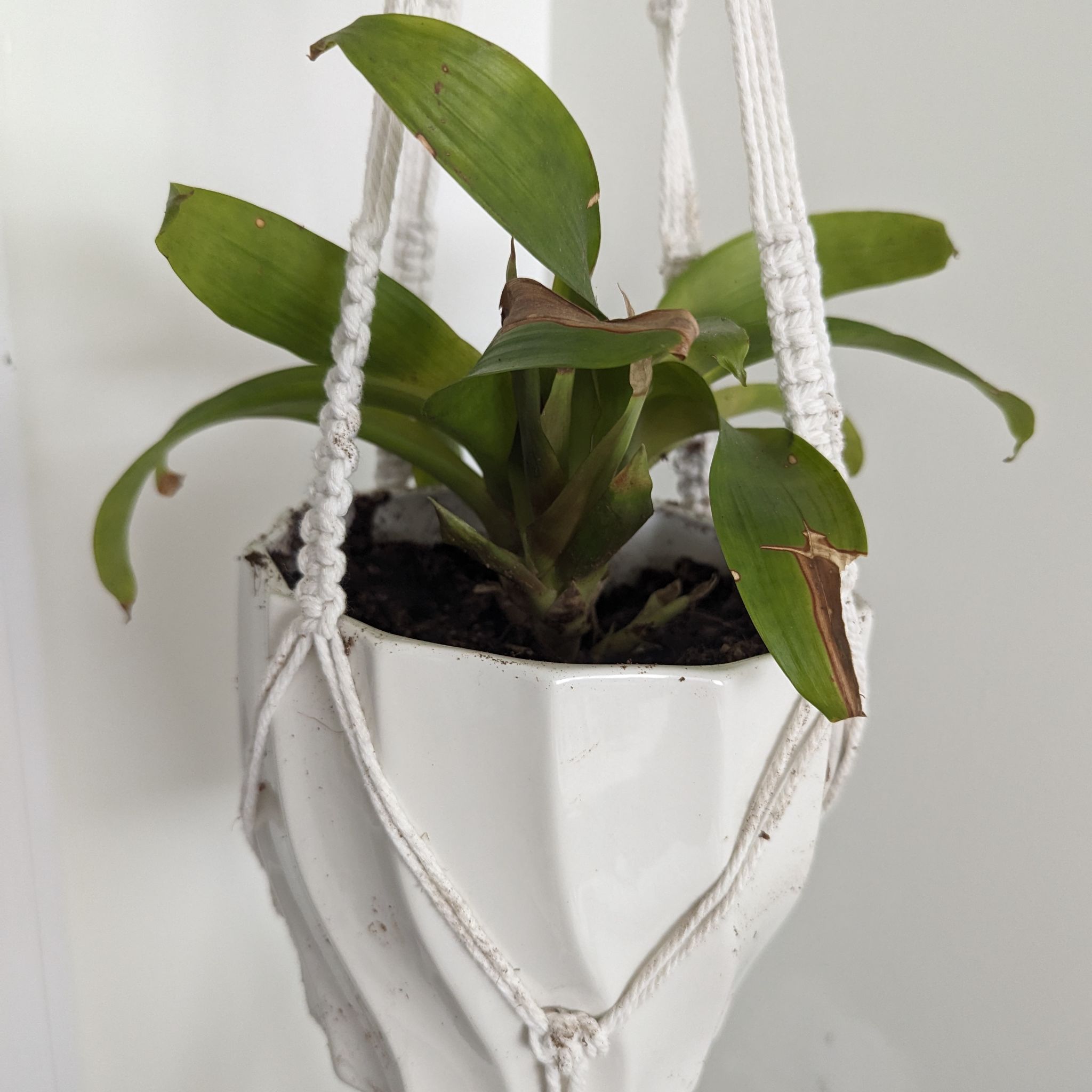 Photo of the plant species Portea nana Bromeliad by @WhizRhubarb named Celeste on Greg, the plant care app