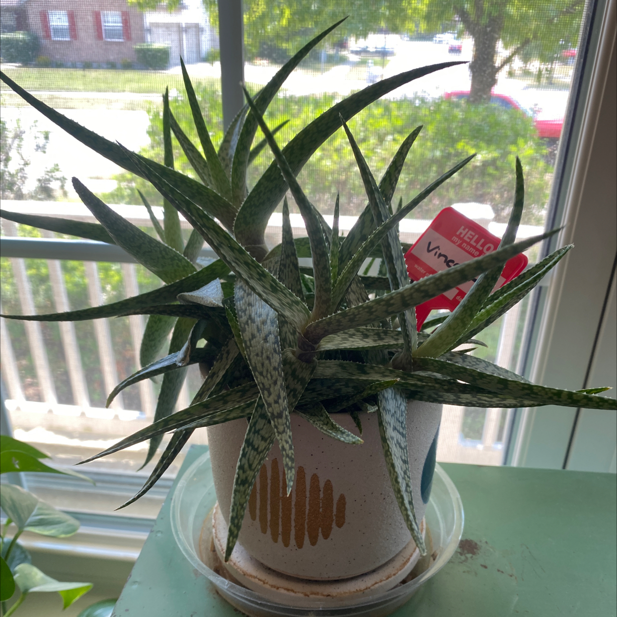 Broad-Leaved Aloe plant in a pot near a window, appears healthy.