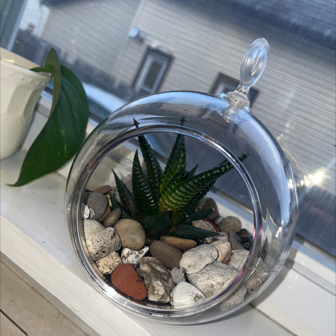 Photo of the plant species Haworthia emelyae comptoniana by @PlantNewbie4 named Stella on Greg, the plant care app