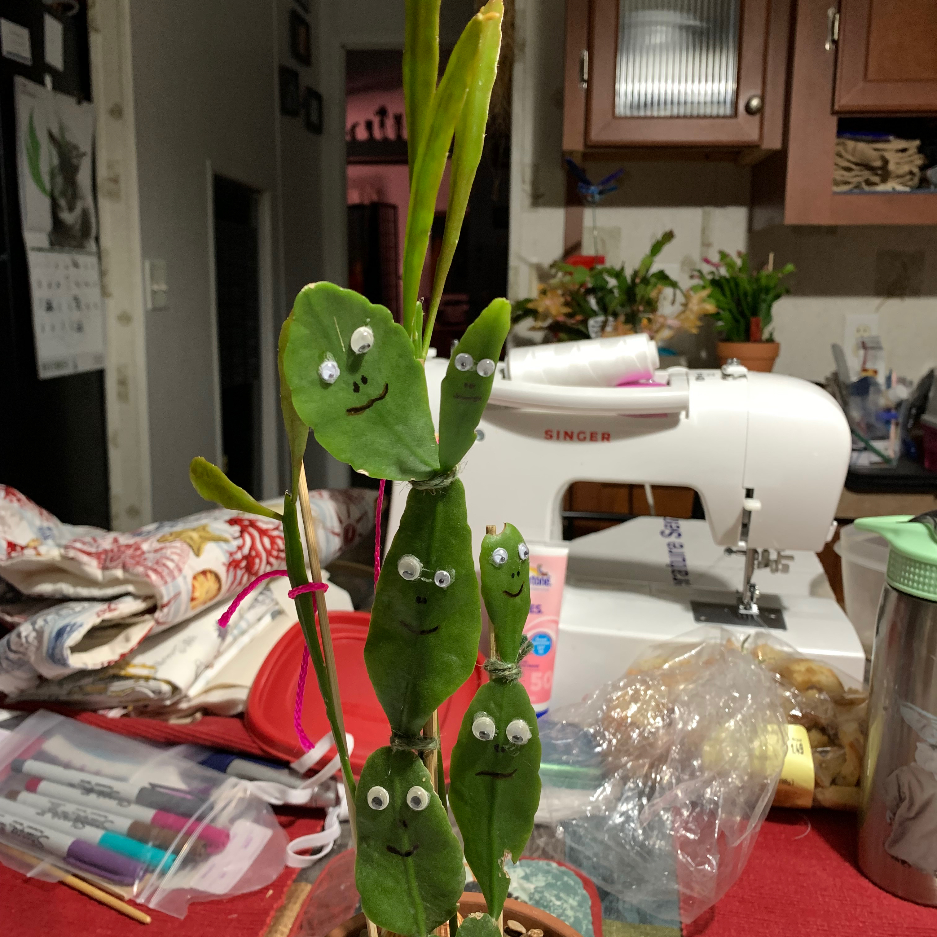 Photo of the plant species Rhipsalis elliptica by @shorti6770 named Imposter on Greg, the plant care app