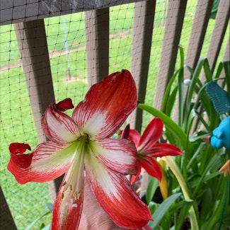 Striped-Tubed Amaryllis plant in Somewhere on Earth