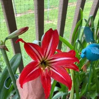 Striped-Tubed Amaryllis plant in Somewhere on Earth