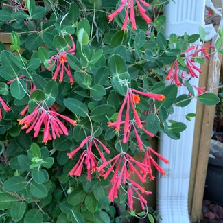 Coral Honeysuckle plant in Somewhere on Earth