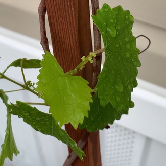 Wine Grape plant in Somewhere on Earth