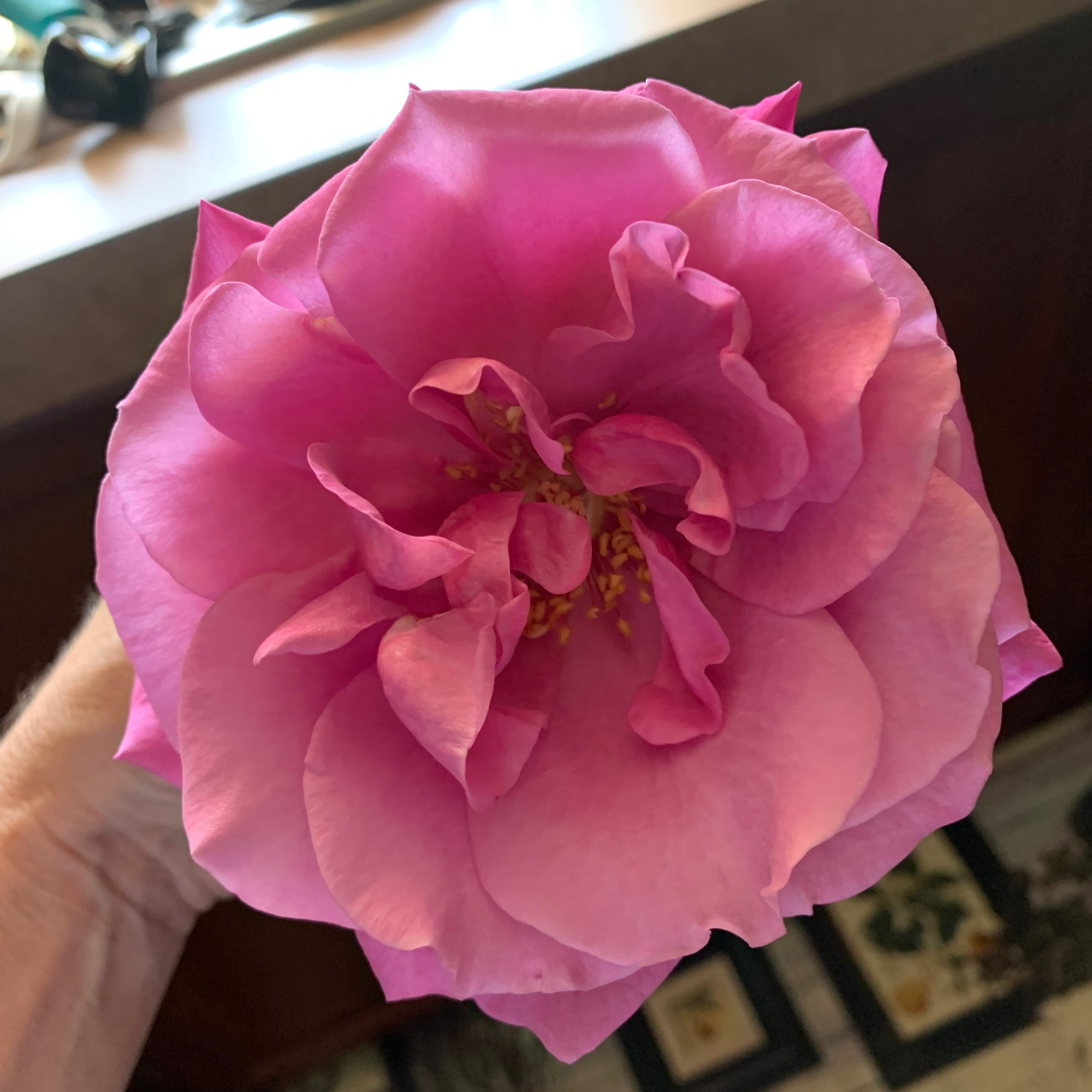 Photo of the plant species Hybrid Tea Rose by @shorti6770 named Deep Lilac tea rose on Greg, the plant care app
