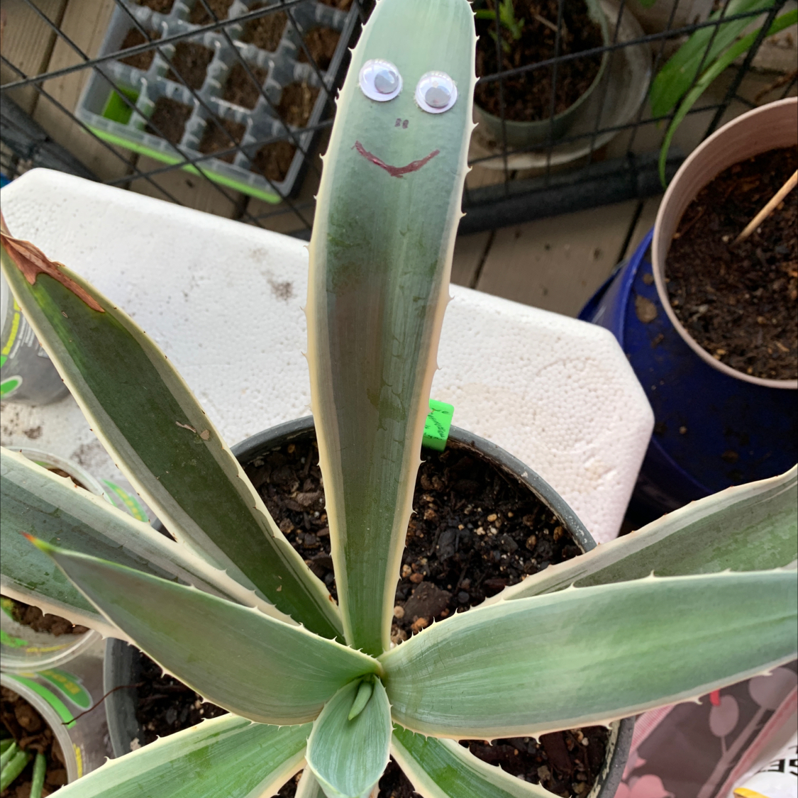 Agave desmettiana 'Variegata' plant in a pot with googly eyes and a smile drawn on one leaf.
