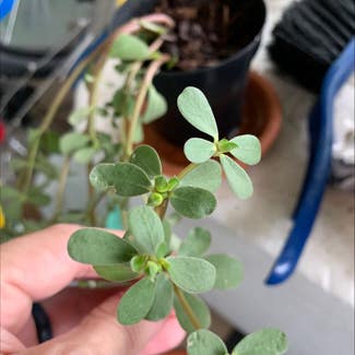 Common Purslane plant in Somewhere on Earth