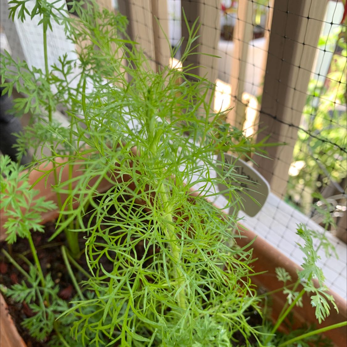 Healthy Garden Cosmos plant in a pot with vibrant green, feathery foliage.