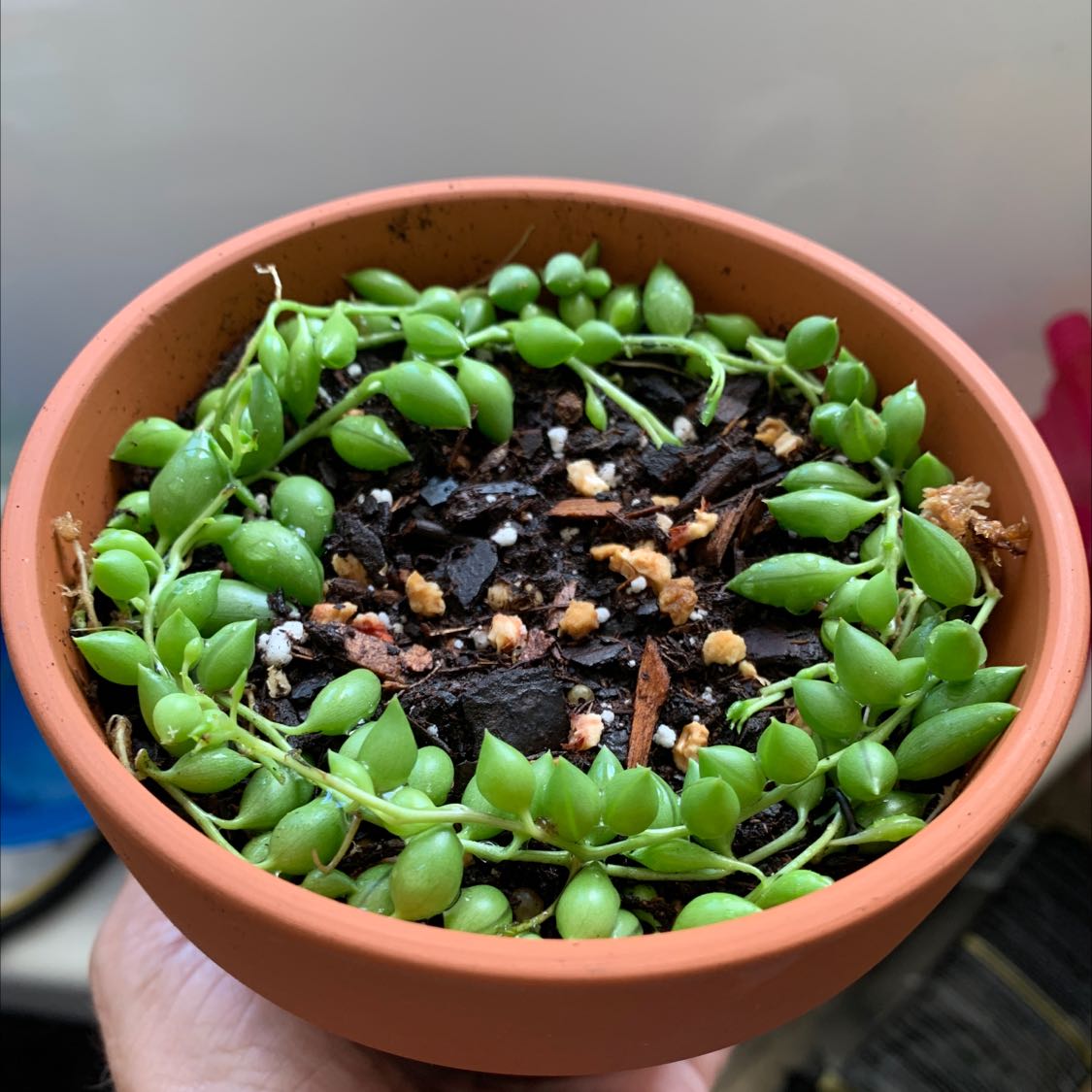 Potted String of Raindrops plant with vibrant green leaves and visible soil.