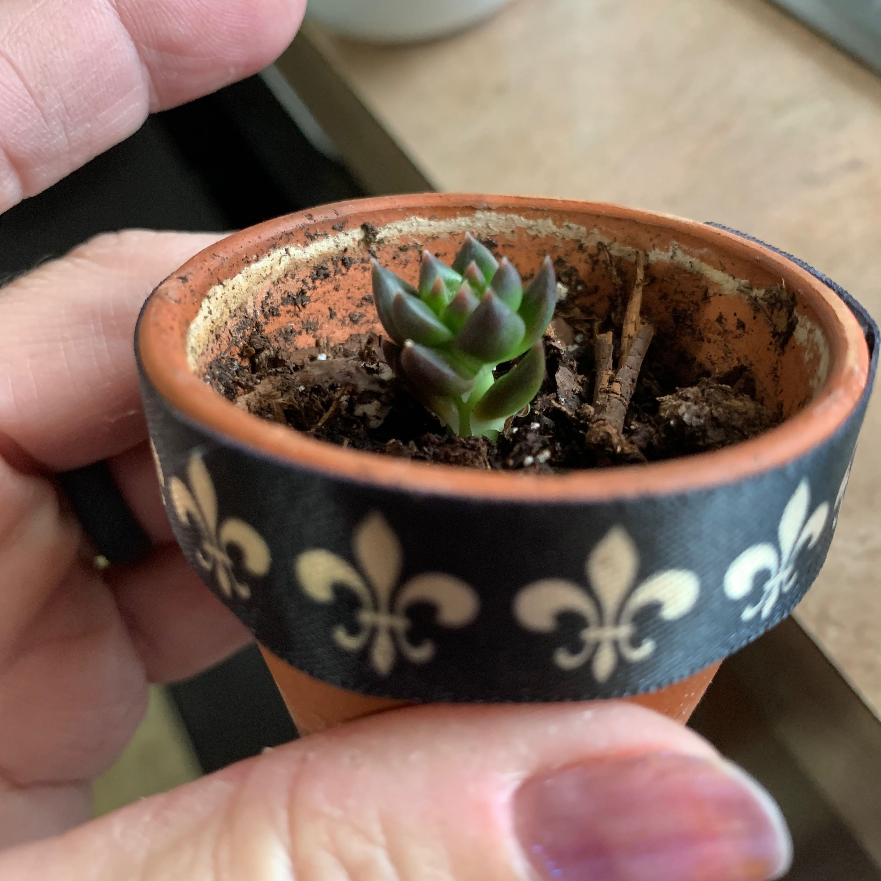 Echeveria 'Black Knight' succulent in a small pot held by a hand.