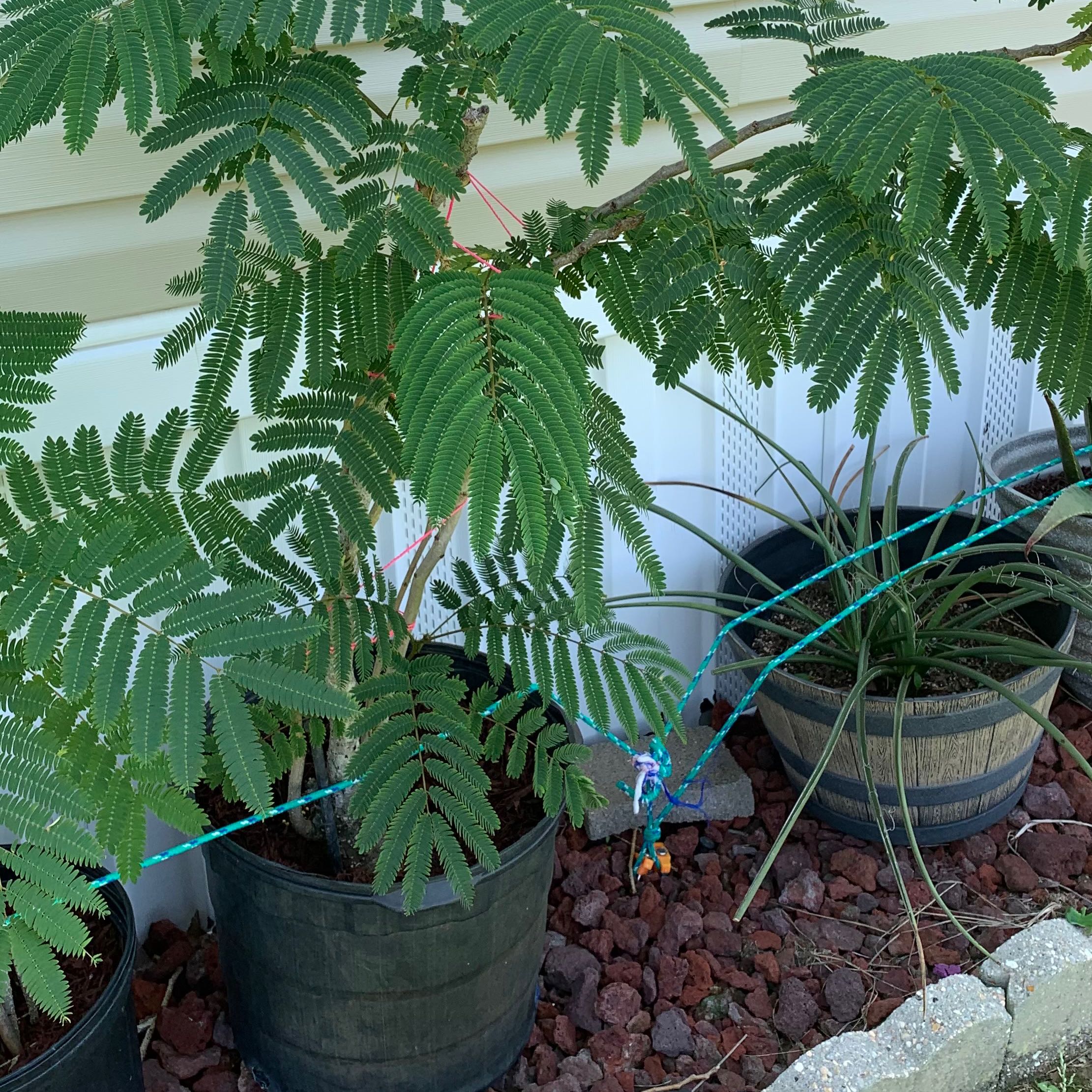 Silk Tree plant with feathery leaves in a pot, appears healthy.