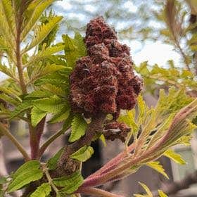 Photo of the plant species Staghorn Sumac by @RealisticLovage named Xena on Greg, the plant care app