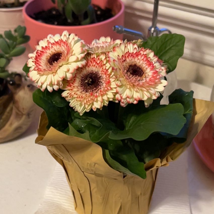Gerbera plant with multiple flowers in a pot, healthy green leaves.