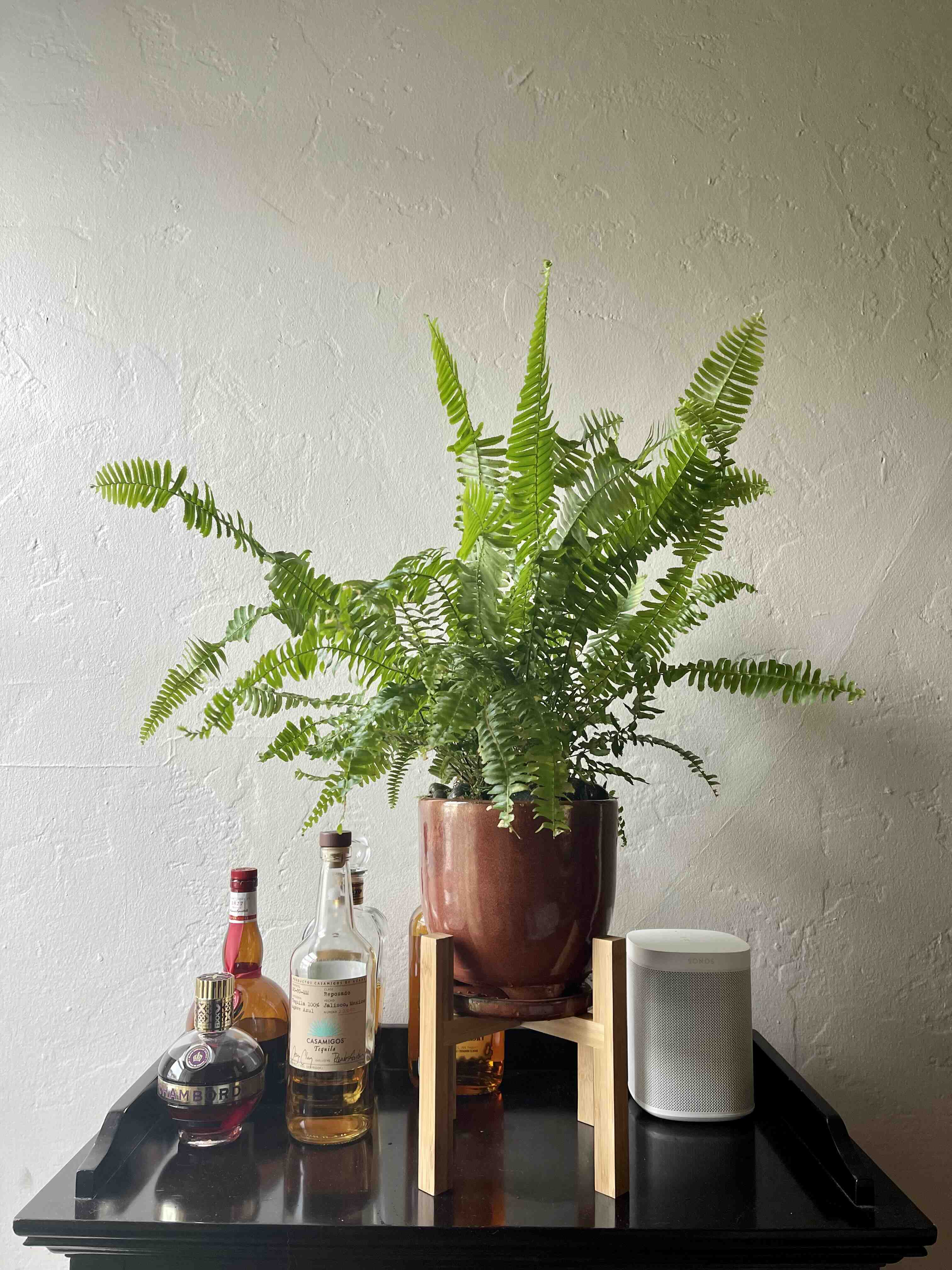 Kimberly Queen Fern in a pot on a stand, surrounded by bottles and a speaker.