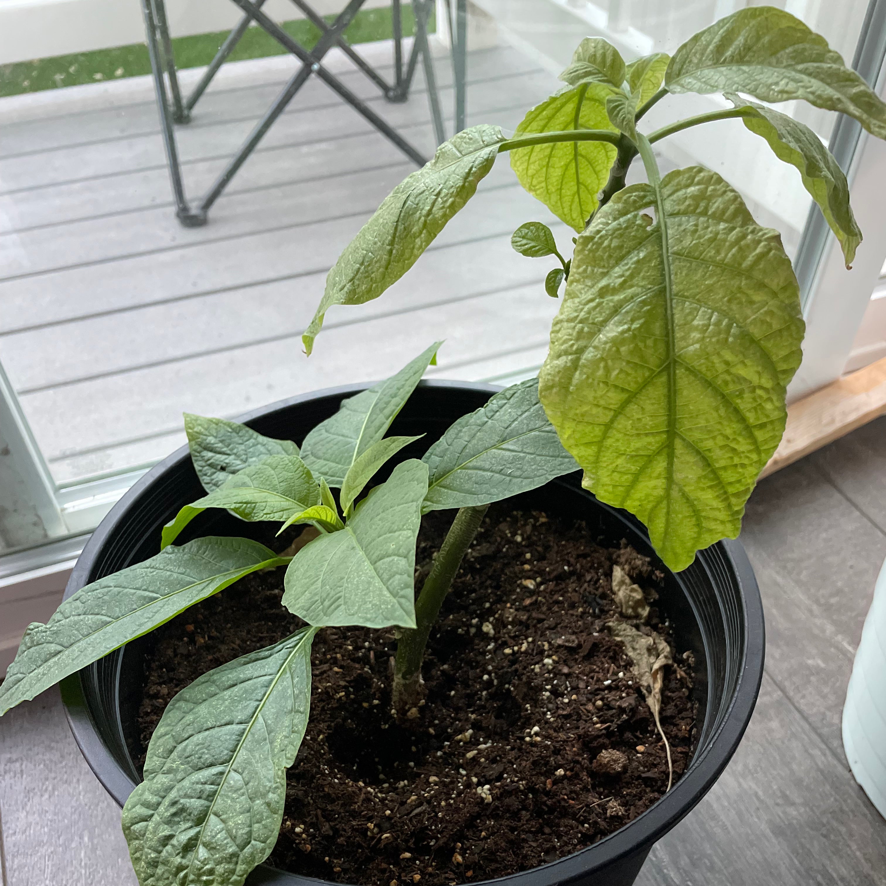 Plant care for Sacred Datura on Greg, the plant care app