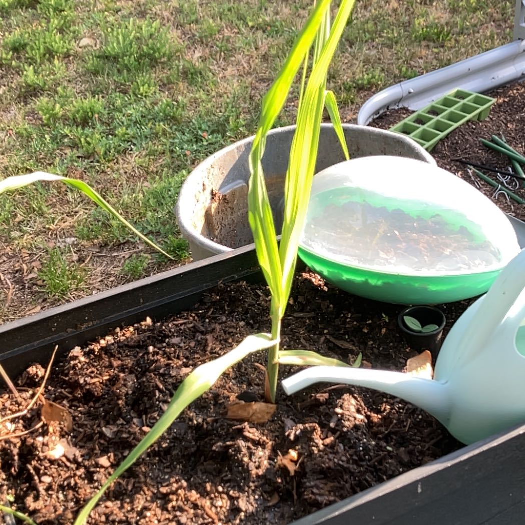 Photo of the plant species Wild Sugarcane by @SonicDolphin named Kobe on Greg, the plant care app