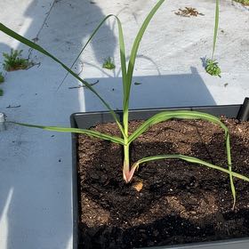 Photo of the plant species Sugar Cane by @SonicDolphin named Marley on Greg, the plant care app