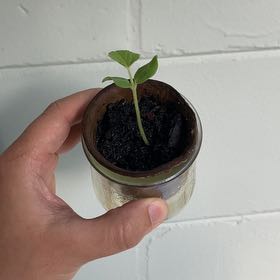 Photo of the plant species Cantaloupe by @SonicDolphin named Tigger on Greg, the plant care app