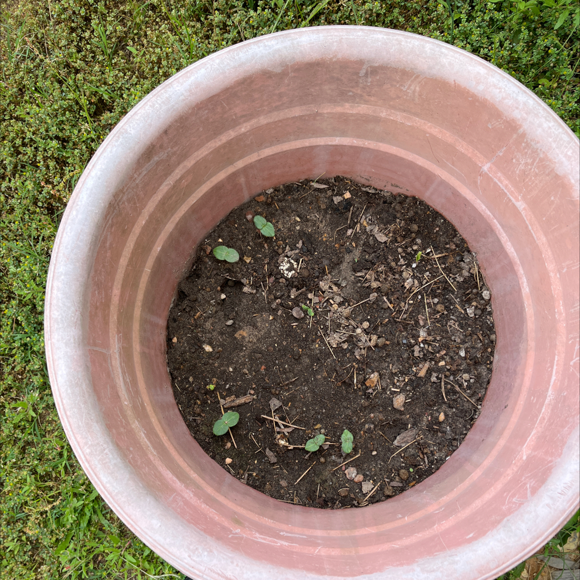 Potted okra seedlings emerging from the soil, placed outdoors.