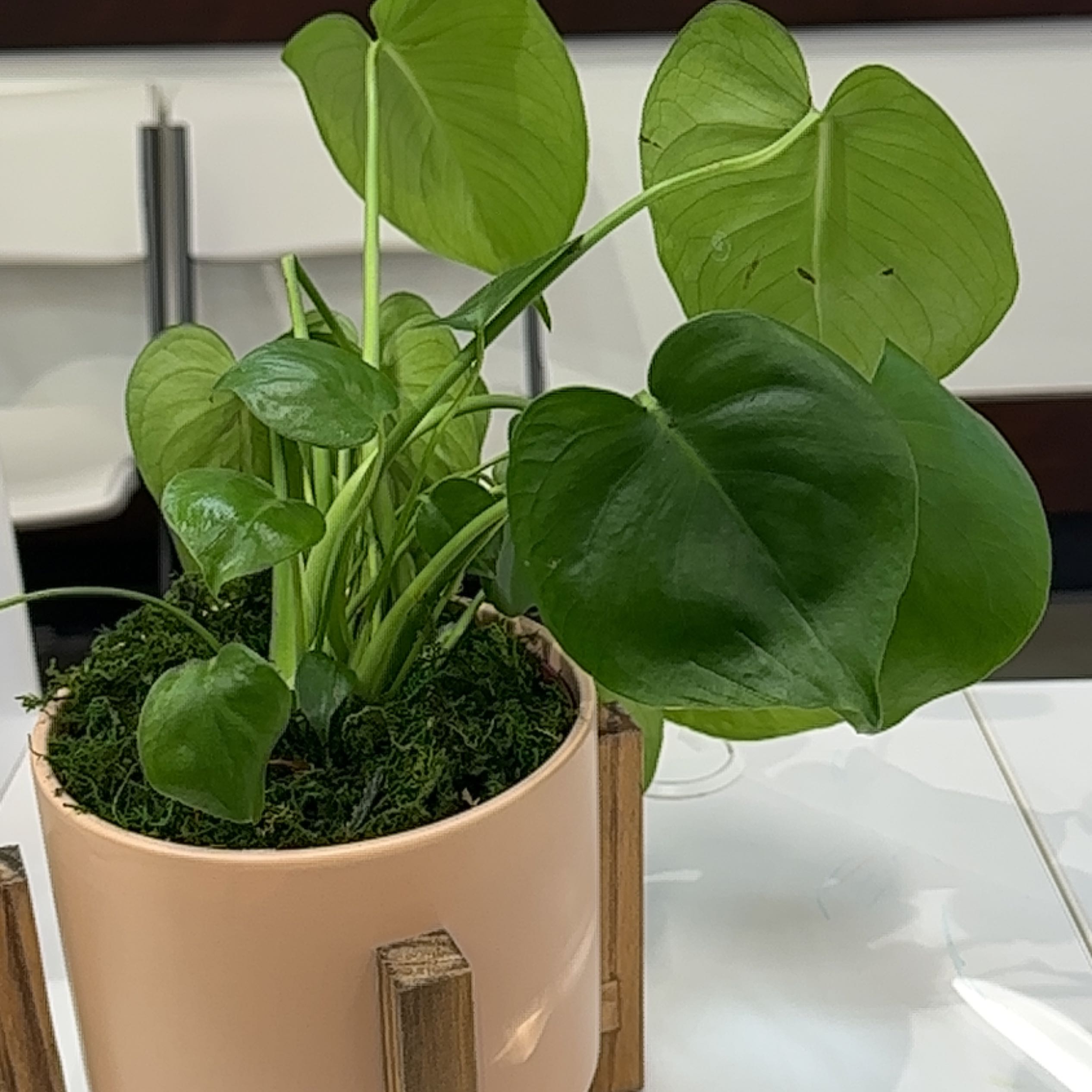 Healthy Chinese Taro plant with large glossy green leaves in a tan ceramic pot, no signs of disease or discoloration.