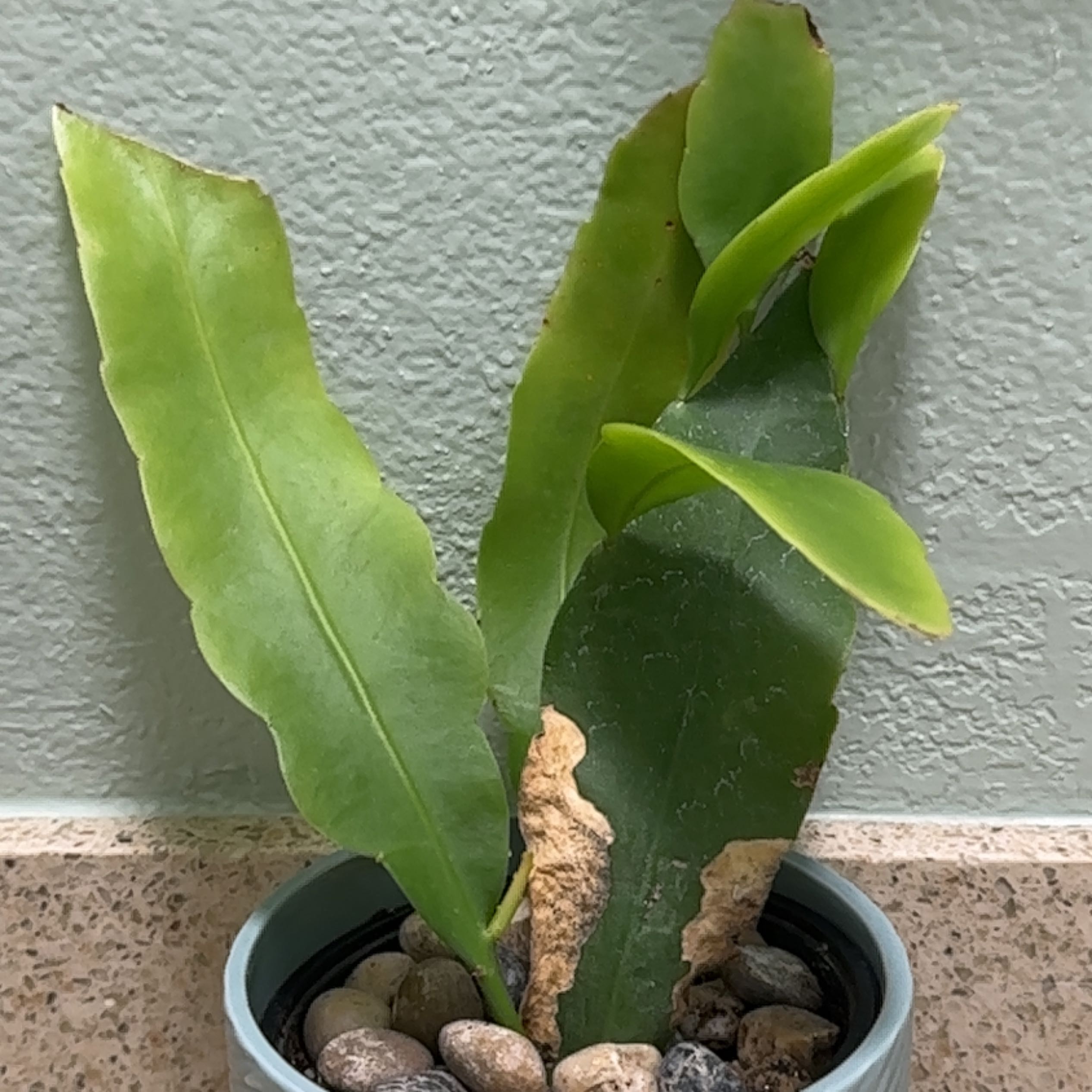 Dutchman's Pipe Cactus with some browning leaves, potted with visible soil and pebbles.