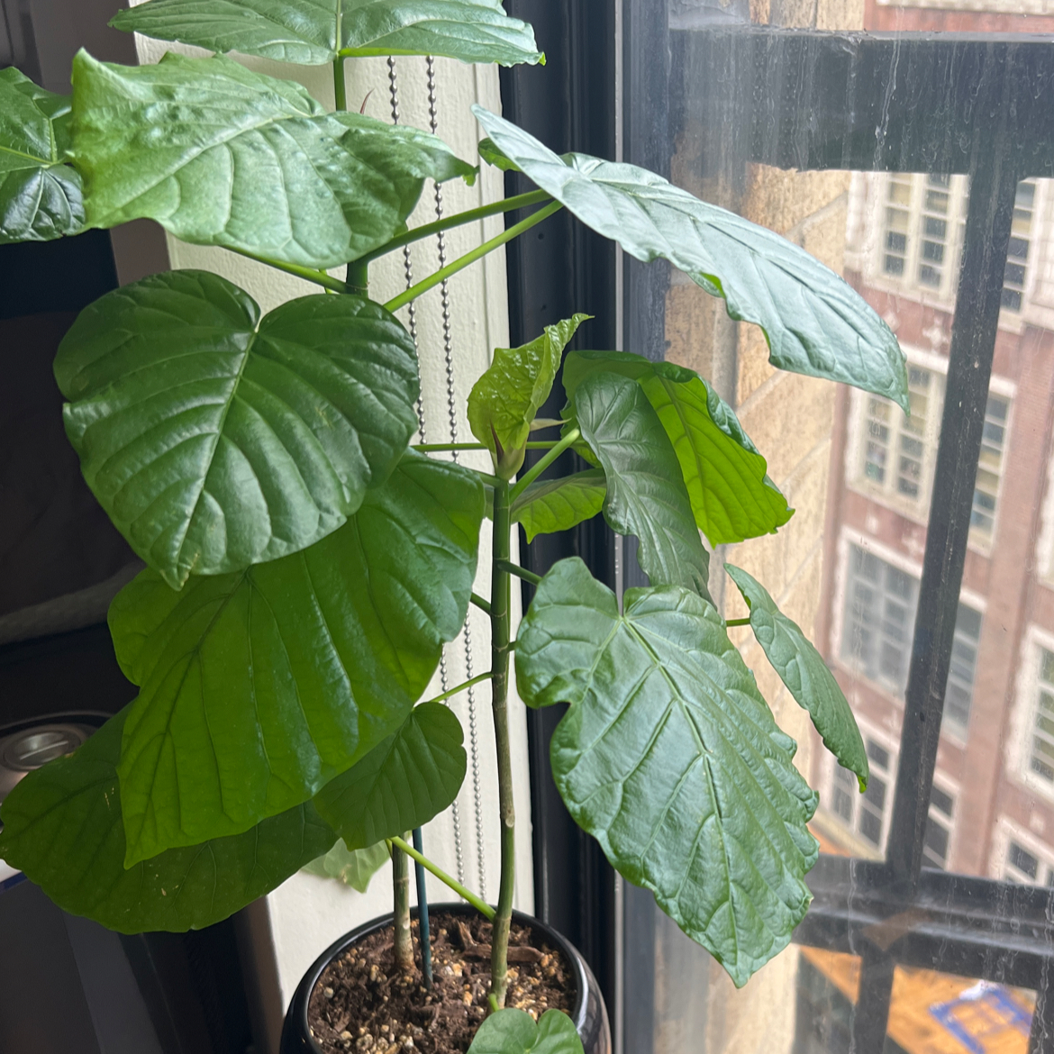 Healthy Ficus umbellata plant with large green leaves near a window.