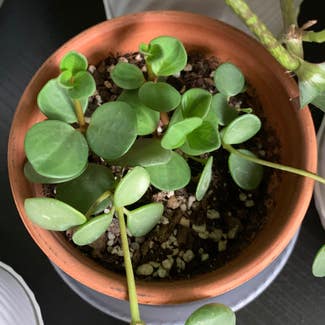 Acorn Peperomia plant in Somewhere on Earth