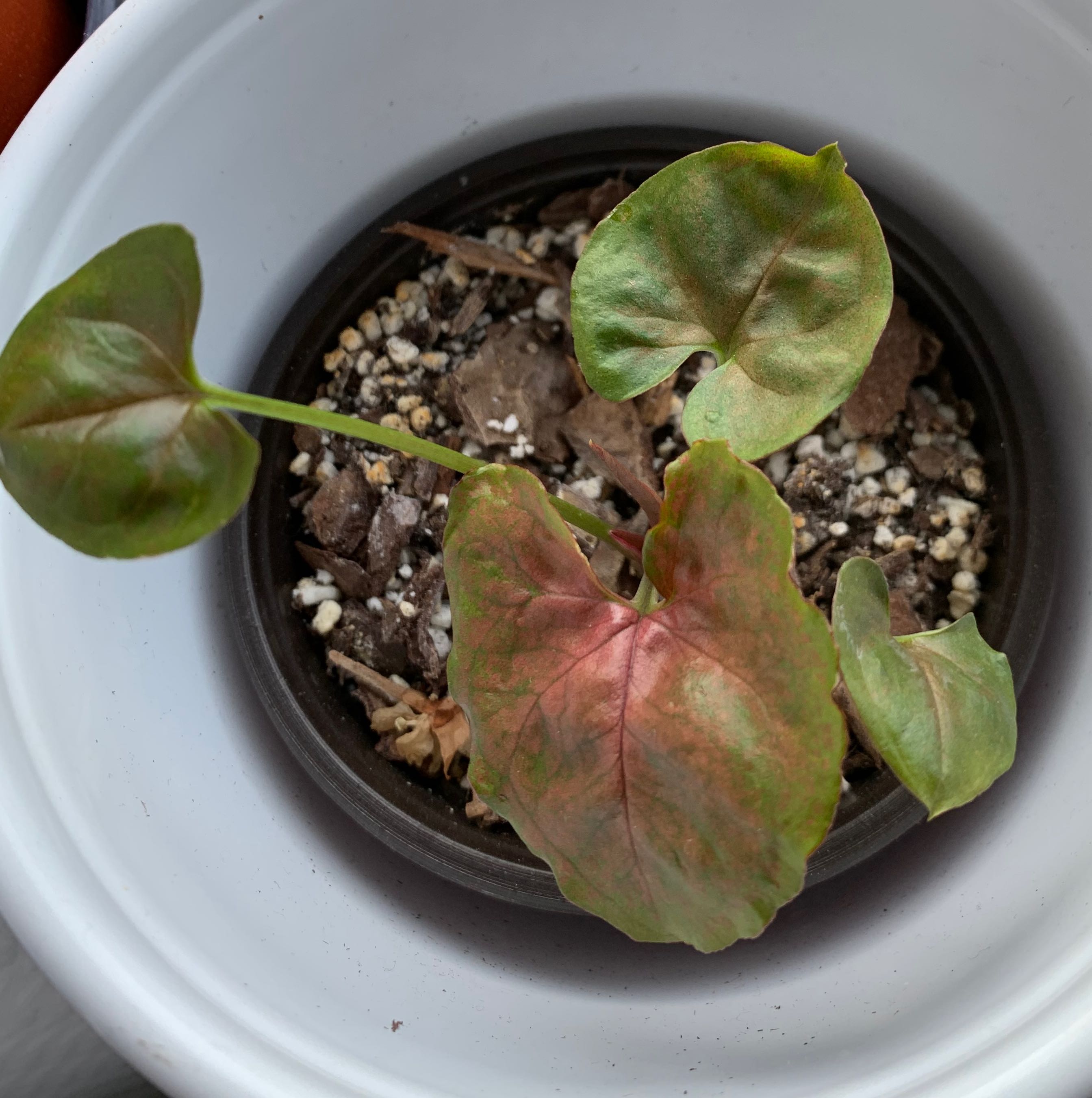 Syngonium 'Maria Allusion' plant with some discolored leaves in a pot.