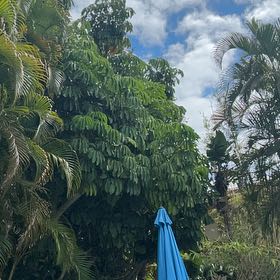 Photo of the plant species Octopus Tree by @NonpareilGreen named Einstein on Greg, the plant care app