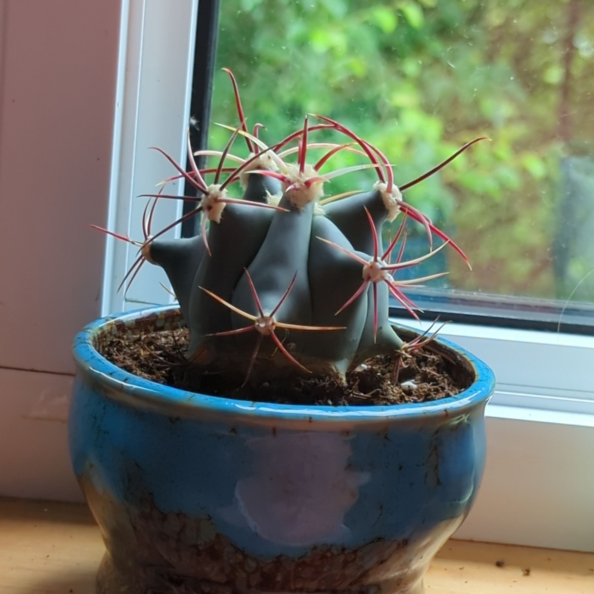 Emory's Barrel Cactus in a blue pot near a window, appearing healthy.