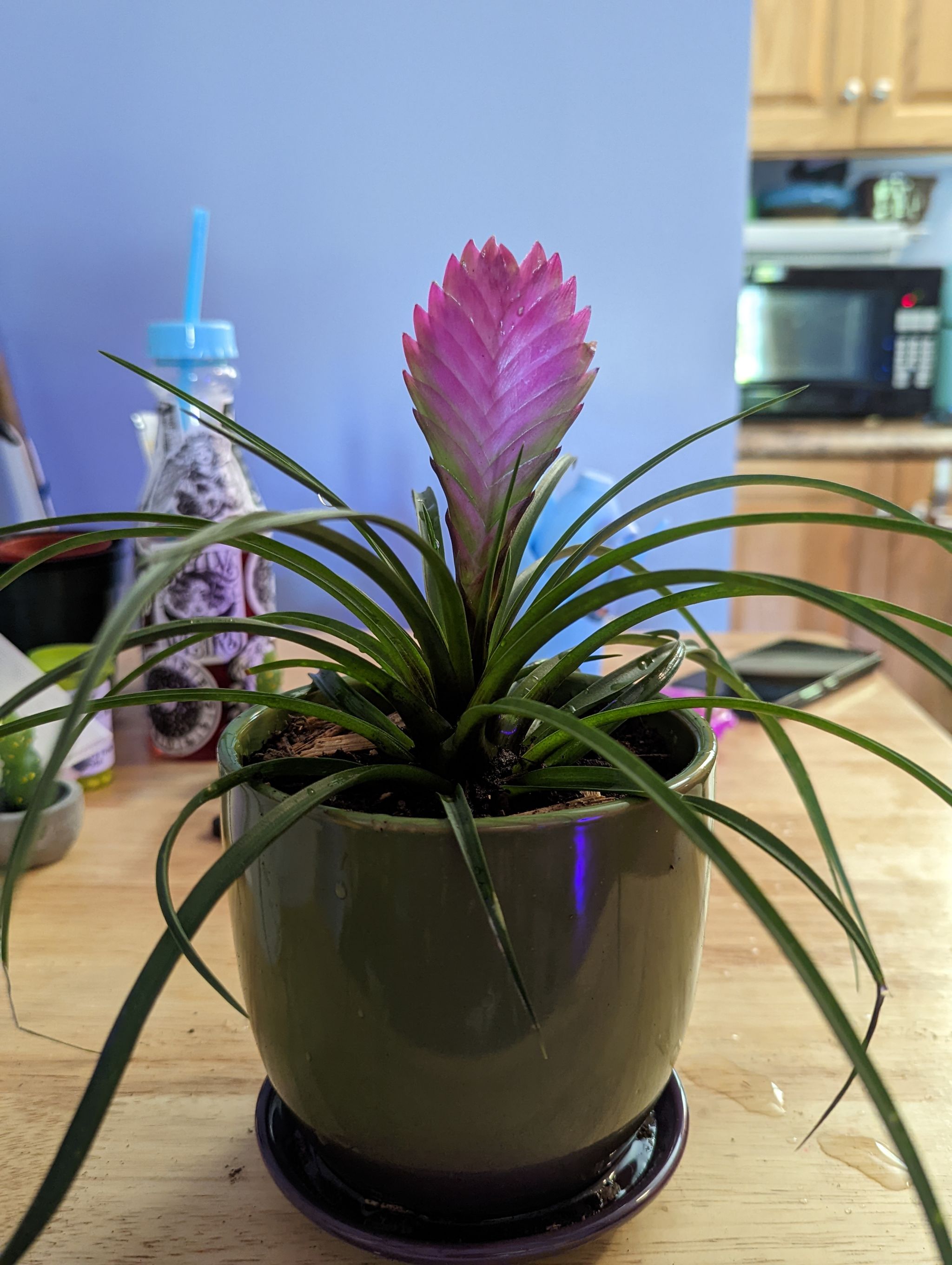 Why Are There Brown Spots on My Pink Quill Leaves? 🟤