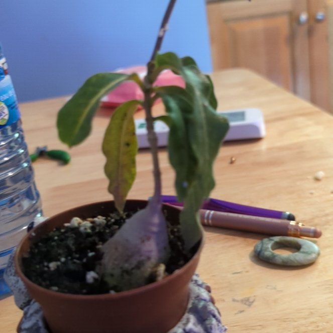 Photo of the plant species Raphionacme flanaganii by @indigenouswoman named Keanu Leaves on Greg, the plant care app